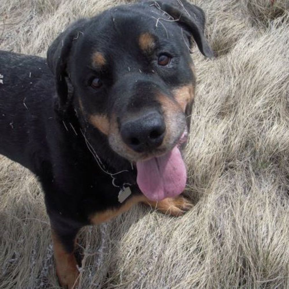 Meet your Posher, Leminh